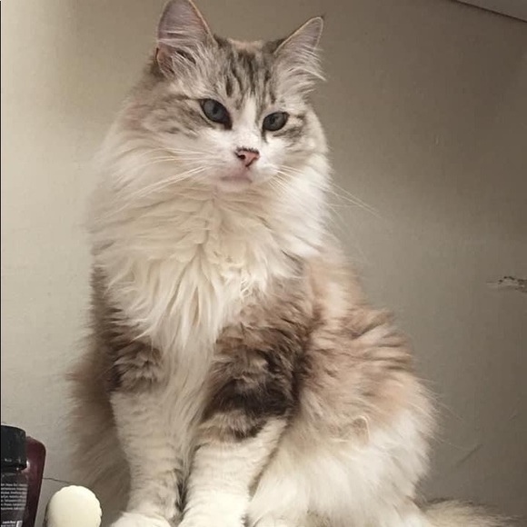 Curious Cat Lives Here - Picture 7 of 16